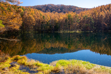 カラマツの黄葉見ごろの御射鹿池　
