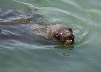 Obraz premium a Patagonian sea lion on the coast of Chile