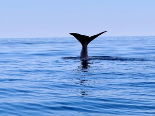 Fototapeta premium Whale jumping out of water