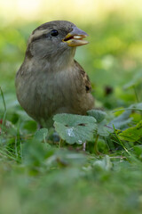 Fototapeta premium House sparrow female while eating