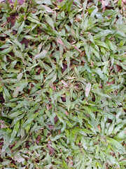 A Ground Surface With Grass Growing In A Pale Color