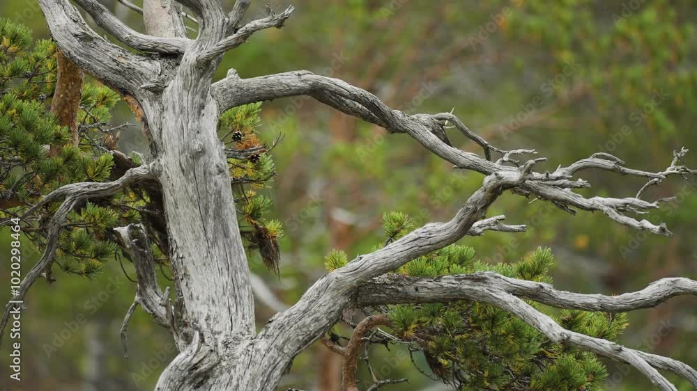 Poster gnarled tree branches with textured bark reach outward, while soft evergreen needles fill the backgr