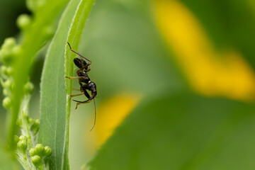 Himacerus mirmicoides - Chasing for ants