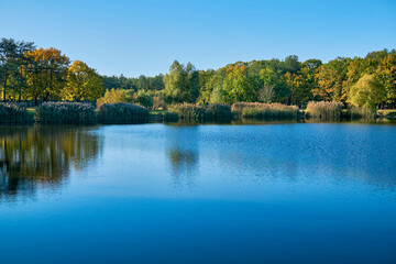Fototapeta premium Autumn October fusion.Forest lake surrounded by trees and reeds