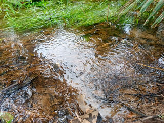 A Shallow Freshwater River With Clear  Calm Water