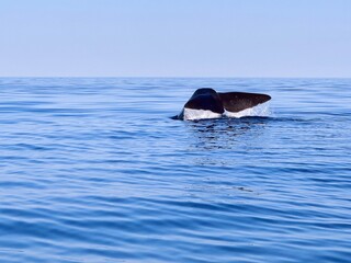 dolphin in the water
