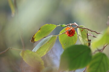 Paper mulberry (Broussonetia papyrifera) is a flowering plant in the family Moraceae.	
