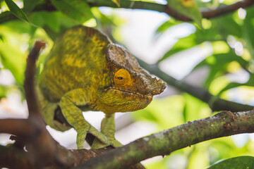 Madagascar - Closeup of a chameleon on a branch