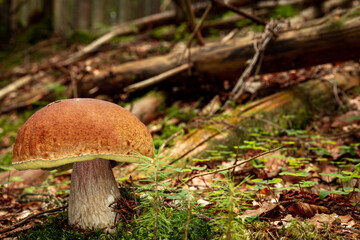 White mushroom in a mountain forest. Wet forest with mushrooms.
