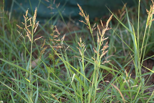 Aleppo grass is a forage grass widespread throughout the subtropics and warm temperate regions