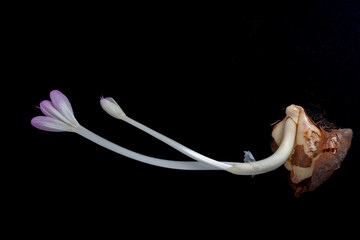 Colchicum cillicicum Purpureum bulb bursting into life, autumn flowering perennial open funnel-shaped purple flowers