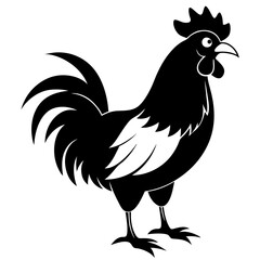 rooster isolated on white background