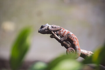 Madagascar - Closeup of a chameleon on a branch