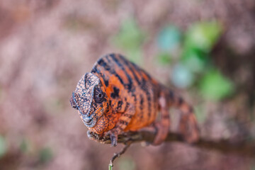 Madagascar - Closeup of a chameleon on a branch