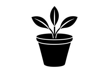 plant in flowerpot