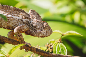 Madagascar - Closeup of a chameleon on a branch