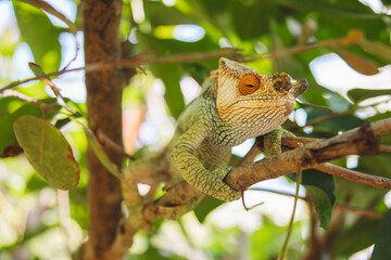 Madagascar - Closeup of a chameleon on a branch