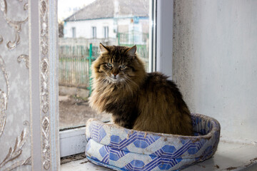 the cat breed looks, sits on the windowsill in the cat bed, shaggy