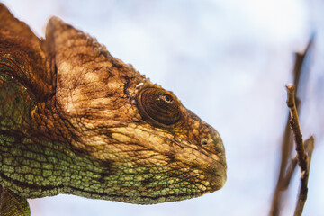 Madagascar - Closeup of a chameleon