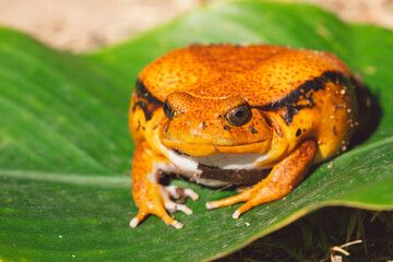 Madagascar frog