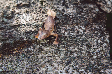 Madagascar - Closeup of a chameleon on a tree trunk