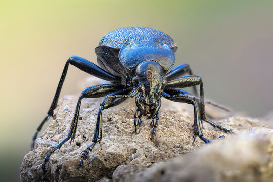 Carabus coriaceus macro shot