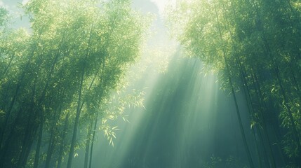 Obraz premium Sunbeams Illuminating a Dense Bamboo Forest