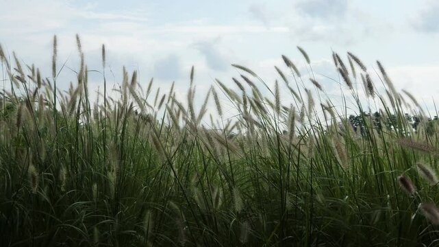 The foxtails of the meadow sway in the wind.초원의 강아지풀이 바람에 흔들리고있습니다.