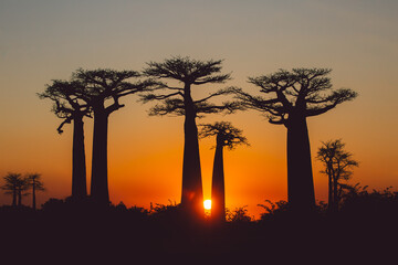 Sunset in the Baobab Alley Madagascar