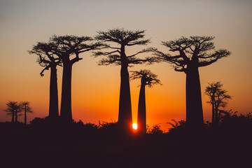 Sunset in the Baobab Alley Madagascar