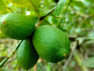 Natrual Green Lemon With Green leaves  on tree 
Fruit photographer wallpaper 4k