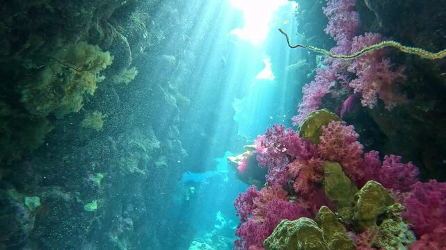 Underwater landscape, coral reef with many tropical fish of different species against the backdrop of blue water in the Red Sea