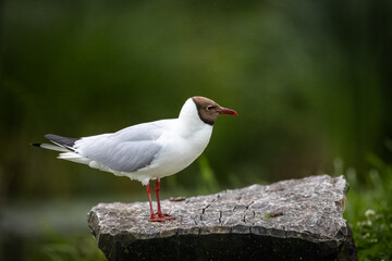 Obraz premium A black-headed gull (Chroicocephalus ridibundus) stands on the wooden log perpendicular to the camera lens on a cloudy sunner evening with dark green background with copyspace.
