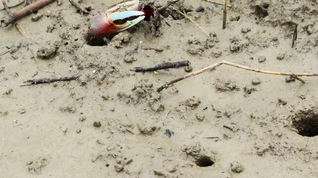 It is a small and cute fiddler crab that lives in the mud or sand of the coast.해안가 진흙이나 모래에 사는 작고 귀여운 농게 입니다.