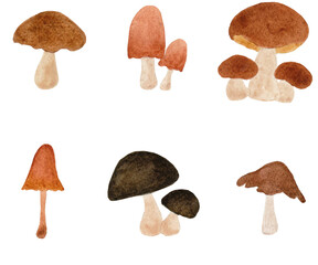 mushrooms isolated on white. Watercolor mushrooms. Brown mushrooms illustration