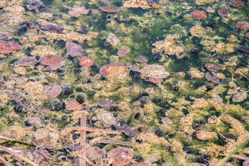Fallen colorful leaves on the water surface in pond waters in autumn season closeup as natural background