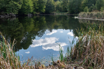 Reflection of blue sky with clouds in forest lake waters with green grass and autumn  leaves