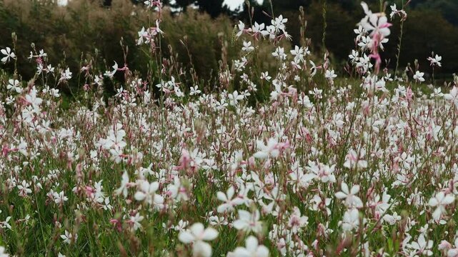 Butterflies flutter between the gaura flowers.나비 바늘꽃들 사이로 나비들이 날아다닙니다.