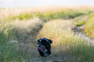 Un chien de ferme explore les abords d'un chemin, la simplicité et le bonheur de la vie rurale