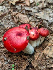 Road pass view to walkway and mountains. Rodopi in Summer.