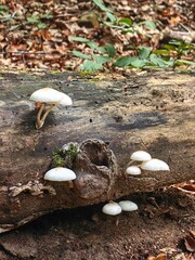 Road pass view to walkway and mountains. Rodopi in Summer.