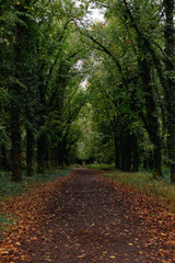 path in the forest