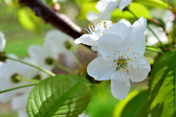 a close up of a flower of the blooming sweet cherry tree 
