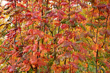 the leaves of the rowan tree are changing color in red 