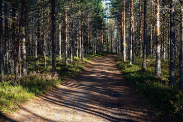 narrow dirt road passing through conifer forest, Finland