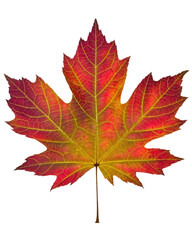 Obraz premium A single leaf in vibrant autumn colors