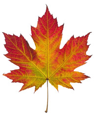 Obraz premium A single leaf in vibrant autumn colors