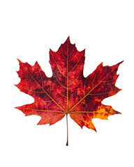 Obraz premium A single leaf in vibrant autumn colors