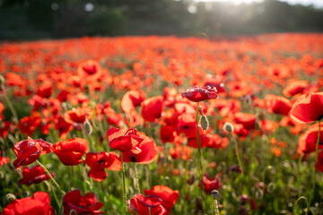 Field of red poppies in the sun.