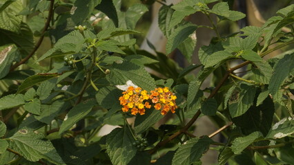 Small orange flowers with wide green leaves during the day in a garden
